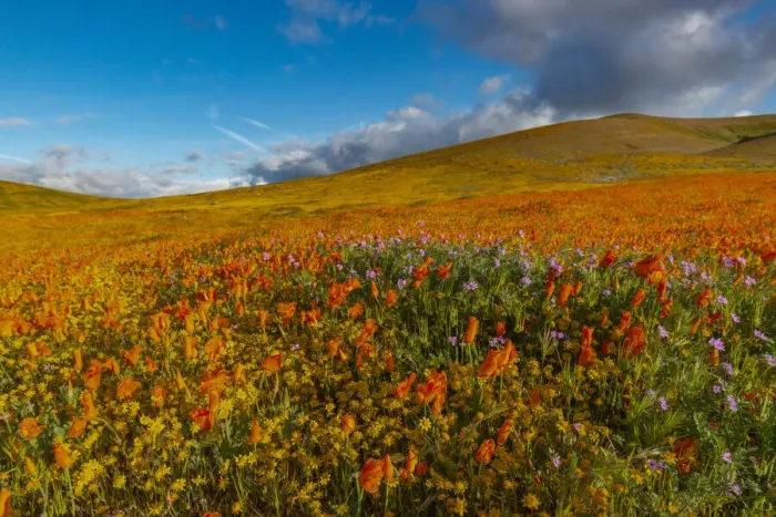 Framed Print : USA, California. Field of California Poppy, gold field, and Filaree wildflowers Framed Print : USA, California. Field of California Poppy, gold field, and Filaree wildflowers