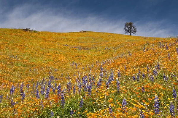 Usa, California. A field of poppies and lupines turns a mountainside yellow and blue in spring