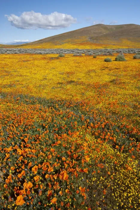 Framed Print : USA, California. Fields of California Poppy, Goldfields with clouds, Antelope Valley Framed Print : USA, California. Fields of California Poppy, Goldfields with clouds, Antelope Valley