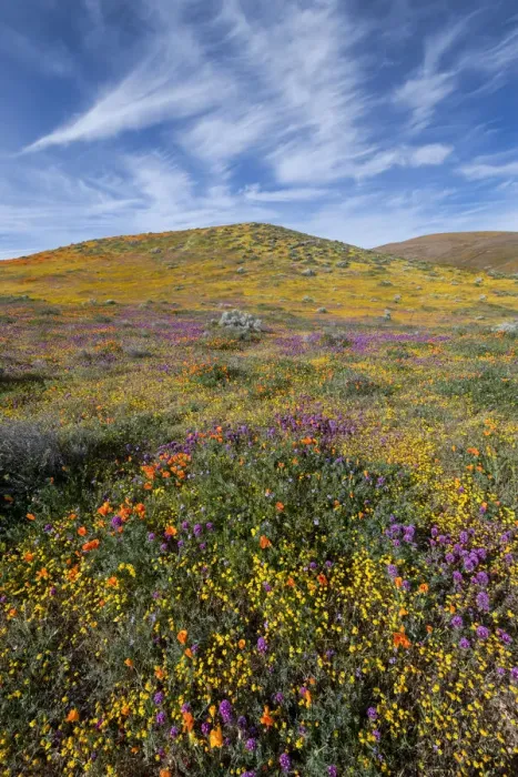 Framed Print : USA, California. Fields of California Poppy, Goldfields, Owls Clover with clouds Framed Print : USA, California. Fields of California Poppy, Goldfields, Owls Clover with clouds