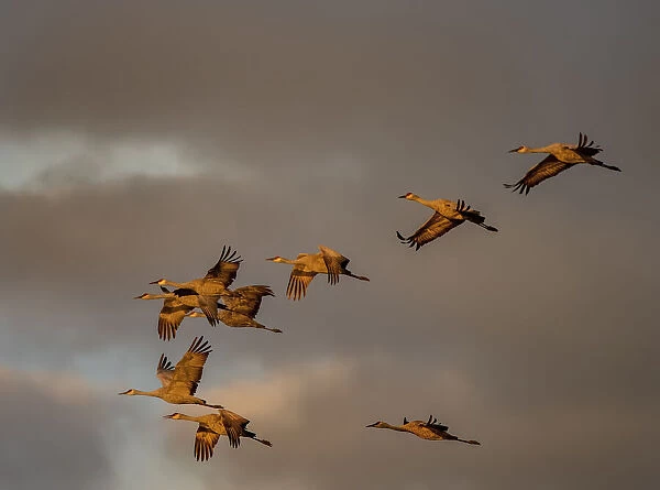 Usa, California. A flock of sandhill cranes flies at sunset, near Lodi, California