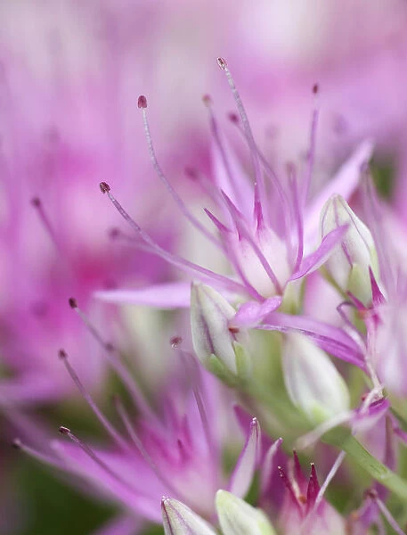 USA, California. Flowering sedum plant. Credit as: Dennis Flaherty  /  Jaynes Gallery
