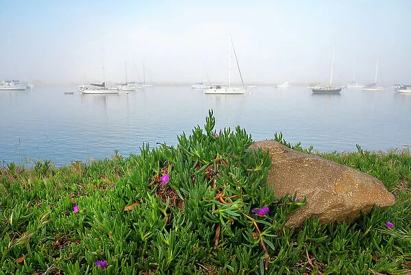 USA, California. Foggy morning on Morrow Bay