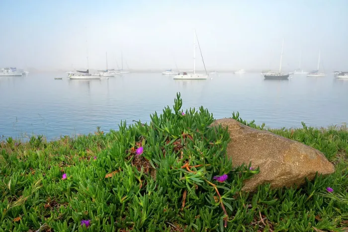 Framed Print : USA, California. Foggy morning on Morrow Bay Framed Print : USA, California. Foggy morning on Morrow Bay