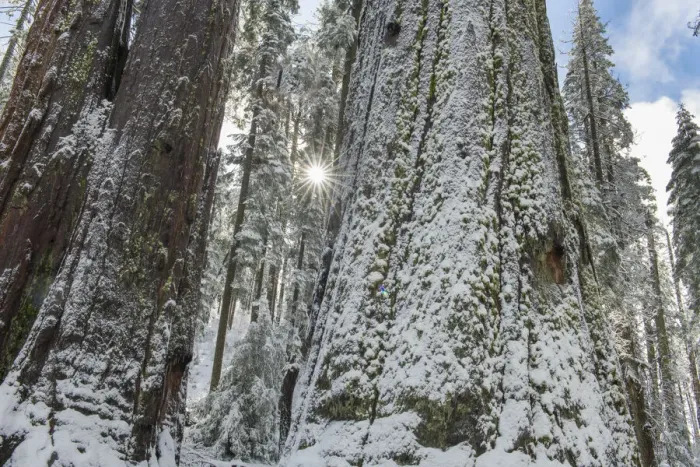 Framed Print : Usa, California. Fresh snow on giant sequoias in Calaveras Big Trees State Park near Murphys