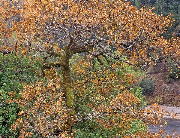 USA, California, Garberville. Moss on oak tree in fall color