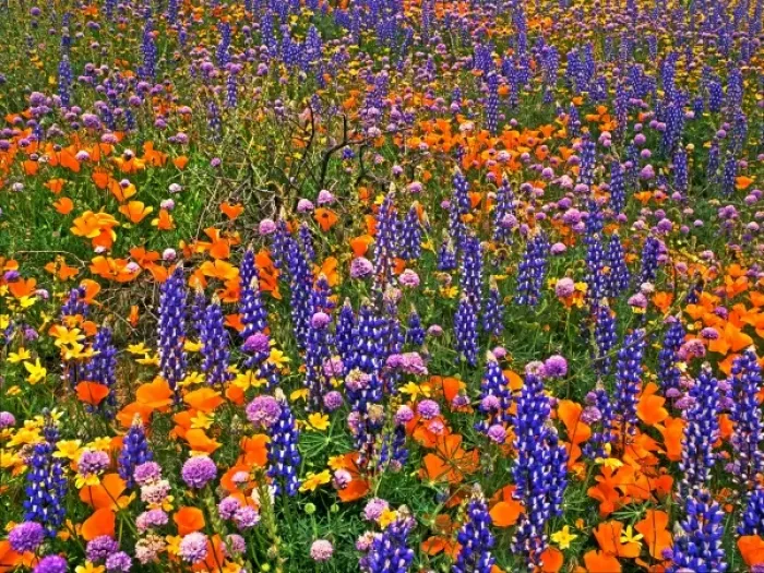 Framed Print : USA, California, Gorman. Field of California poppies, Bentham lupines, and globe gilia Framed Print : USA, California, Gorman. Field of California poppies, Bentham lupines, and globe gilia