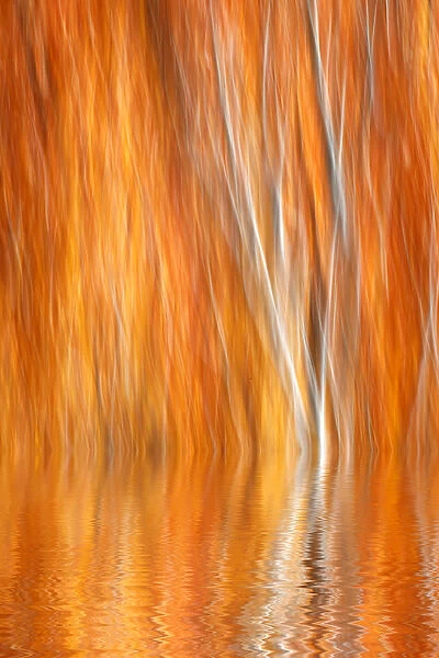 USA, California, Grant Lake. Abstract of autumn-colored aspen trees reflecting in water