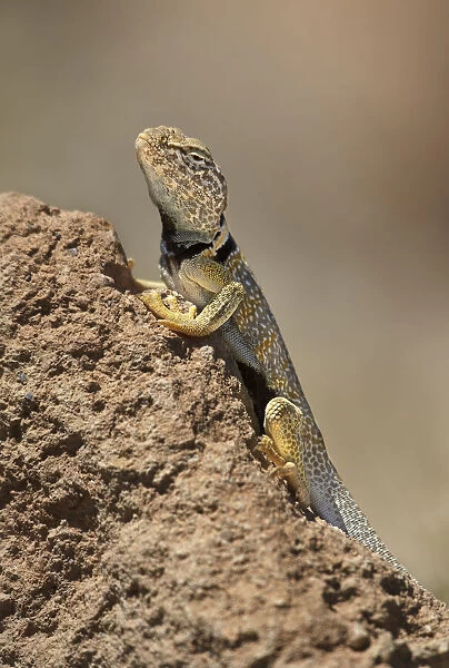 USA, California. Great basin or desert collared lizard on rock