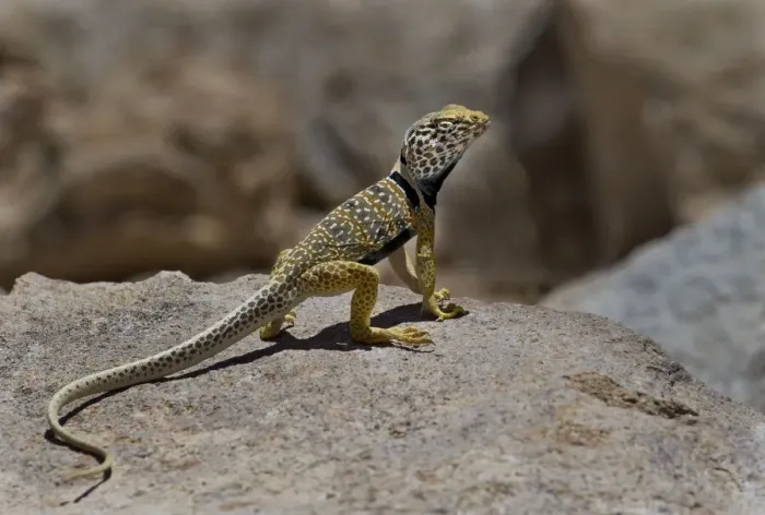 Framed Print : USA, California. Great basin or desert collared lizard on rock Framed Print : USA, California. Great basin or desert collared lizard on rock