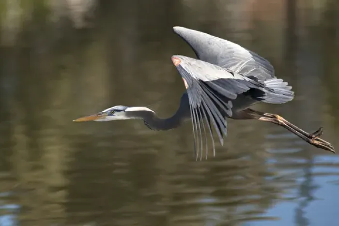 Framed Print : USA, California. Great blue heron flying over lake Framed Print : USA, California. Great blue heron flying over lake