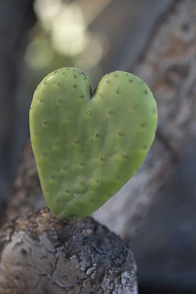 USA, California. Heart-shaped cactus. Credit as: Christopher Talbot Frank  /  Jaynes