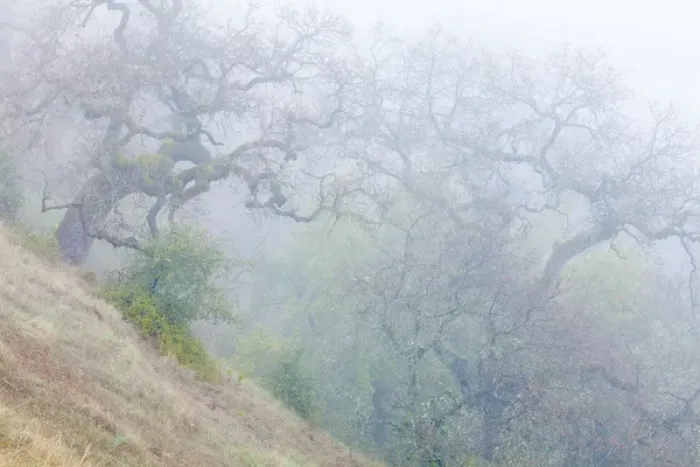 Framed Print : USA, California, Henry W. Coe State Park. Scenic of morning fog in park. Credit as Framed Print : USA, California, Henry W. Coe State Park. Scenic of morning fog in park. Credit as