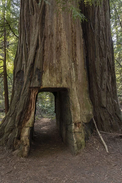 USA, California. Hiking tail carved through coastal redwood tree