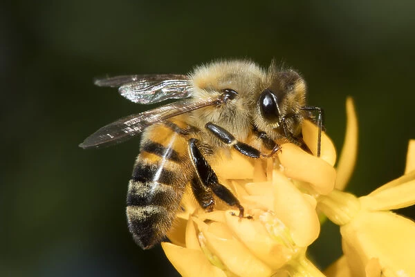 USA, California. Honey bee on flower. Credit as: Christopher Talbot Frank  /  Jaynes