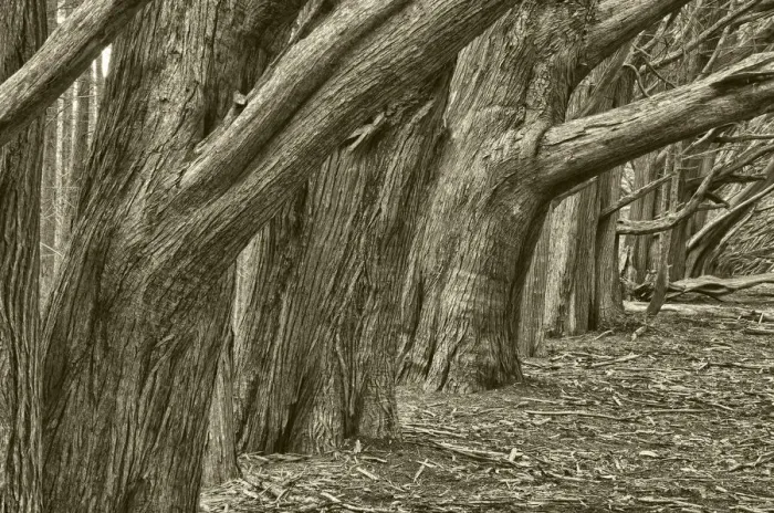Framed Print : Usa, California. Huge cypress trees grow in a line near a Point Reyes road Framed Print : Usa, California. Huge cypress trees grow in a line near a Point Reyes road