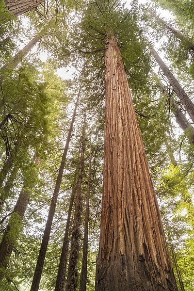 USA, California, Humboldt Redwoods State Park. Looking up at coastal redwood trees