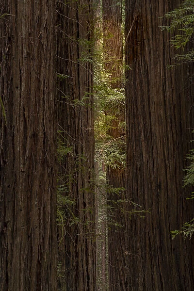 USA, California, Humboldt Redwoods State Park. Sunbeams on coastal redwood forest