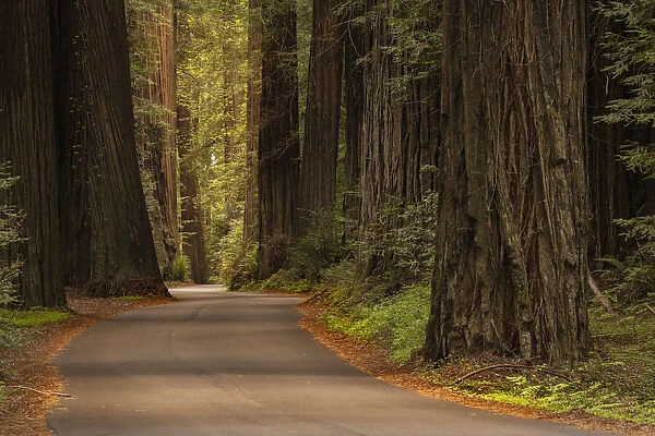 USA, California, Humboldt Redwoods State Park. Road through park redwoods