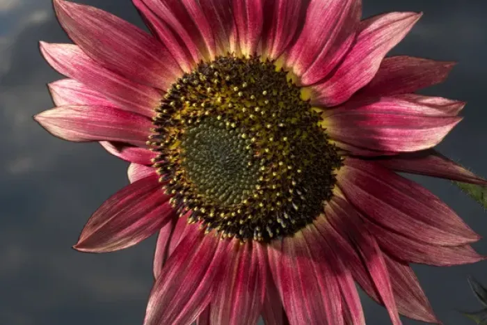 Framed Print : USA, California. Hybrid sunflower. Credit as: Christopher Talbot Frank / Jaynes Gallery Framed Print : USA, California. Hybrid sunflower. Credit as: Christopher Talbot Frank / Jaynes Gallery