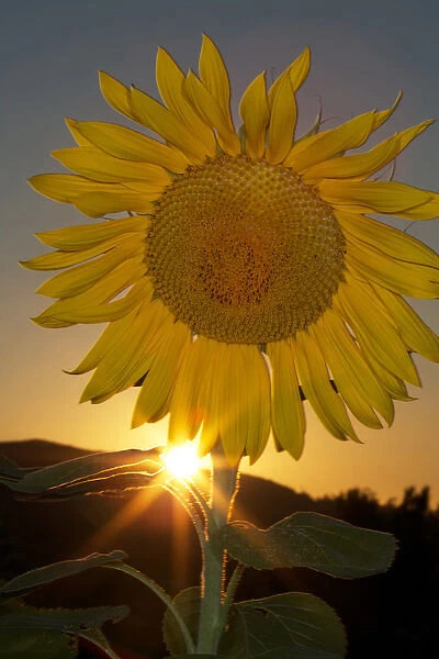 USA, California. Hybrid sunflower. Credit as: Christopher Talbot Frank  /  Jaynes Gallery