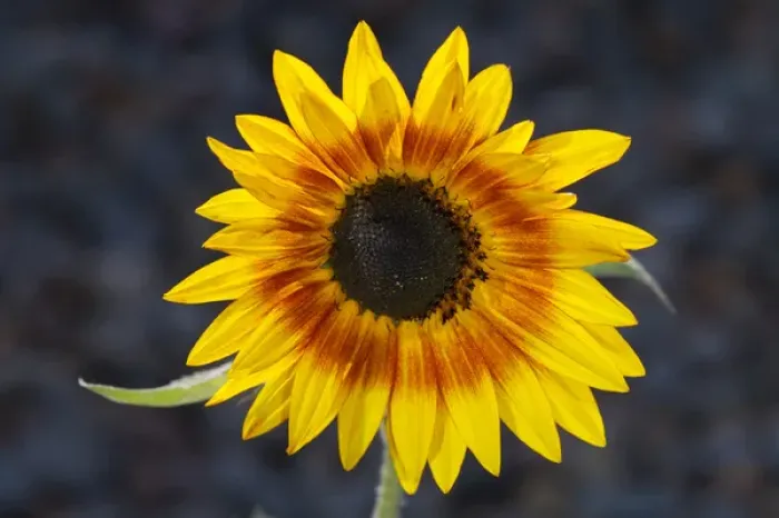 Framed Print : USA, California, Hybrid sunflower Framed Print : USA, California, Hybrid sunflower