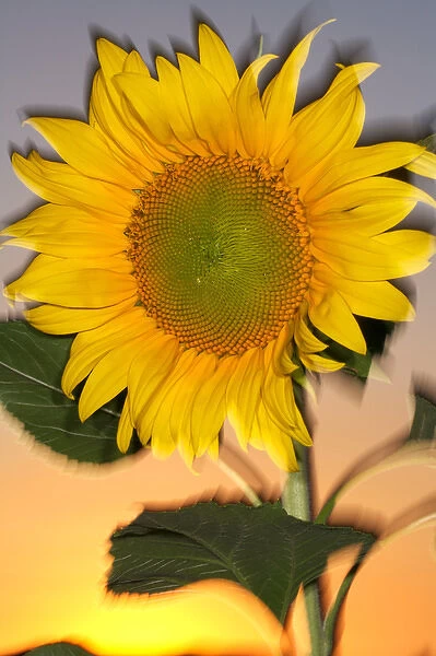 USA, California, Hybrid sunflower blowing in the wind at dusk