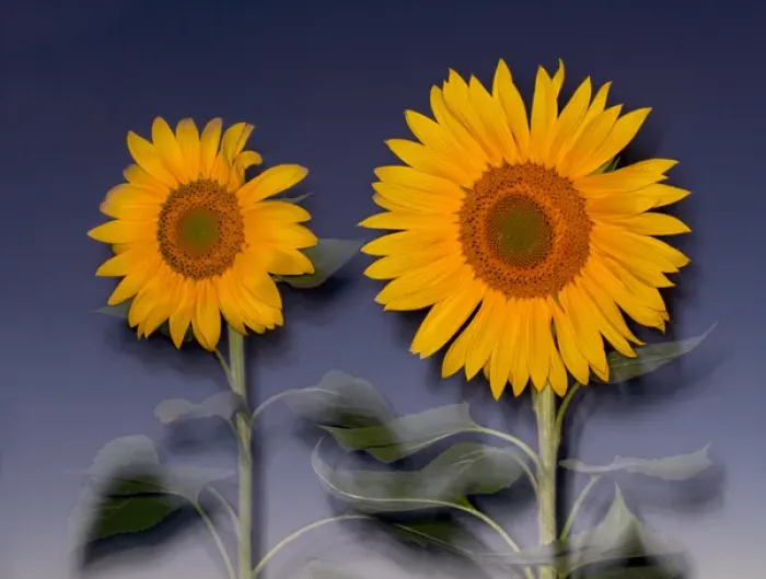 Framed Print : USA, California, Hybrid sunflowers blowing in the wind at dusk