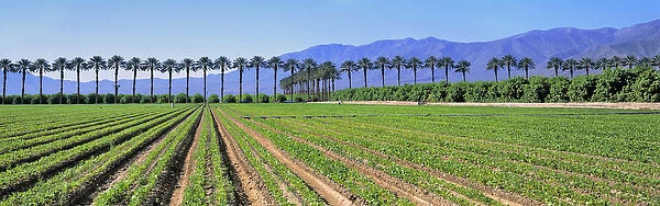USA, California, Imperial Co. Truck crops grow against a row of palms make an arresting