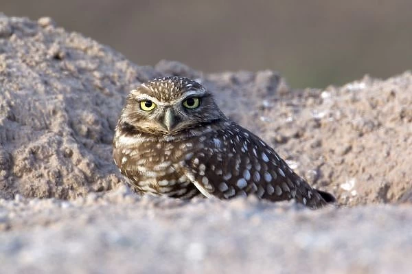 USA - California - Imperial County - Salton Sea area - Burrowing Owl sitting at entrance