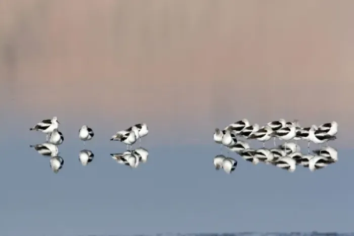 Framed Print : USA - California - Imperial County - Salton Sea area - American Avocet Framed Print : USA - California - Imperial County - Salton Sea area - American Avocet