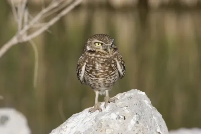 Framed Print : USA - California - Imperial County - Salton Sea area - Burrowing Owl Framed Print : USA - California - Imperial County - Salton Sea area - Burrowing Owl