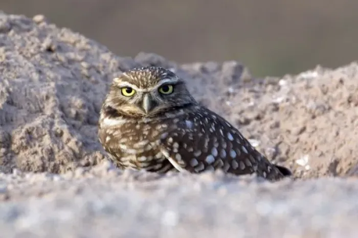 Framed Print : USA - California - Imperial County - Salton Sea area - Burrowing Owl sitting at entrance Framed Print : USA - California - Imperial County - Salton Sea area - Burrowing Owl sitting at entrance