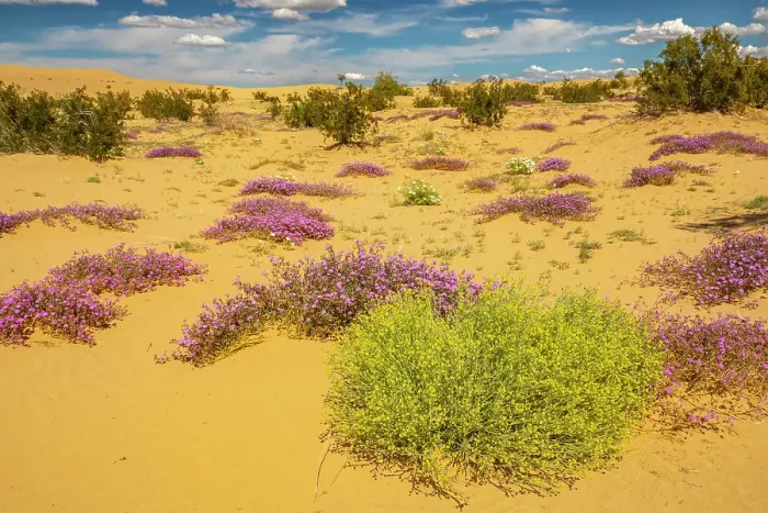 Framed Print : USA, California, Imperial Sand Dunes Recreation Area. Blooming verbena flowers. ©Cathy & Gordon Illg / Jaynes Gallery / DanitaDelimont.com Framed Print : USA, California, Imperial Sand Dunes Recreation Area. Blooming verbena flowers. ©Cathy & Gordon Illg / Jaynes Gallery / DanitaDelimont.com