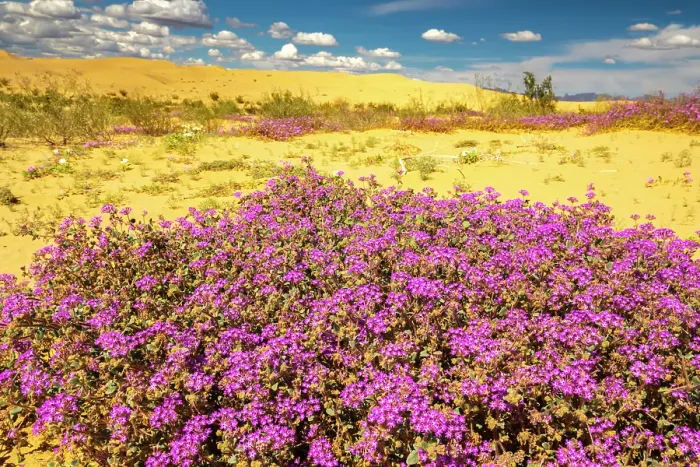 Framed Print : USA, California, Imperial Sand Dunes Recreation Area. Blooming verbena flowers. ©Cathy & Gordon Illg / Jaynes Gallery / DanitaDelimont.com Framed Print : USA, California, Imperial Sand Dunes Recreation Area. Blooming verbena flowers. ©Cathy & Gordon Illg / Jaynes Gallery / DanitaDelimont.com