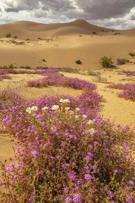 Framed Print : USA, California, Imperial Sand Dunes Recreation Area. Evening primrose and verbena flowers. ©Cathy & Gordon Illg  /  Jaynes Gallery  /  DanitaDelimont.com