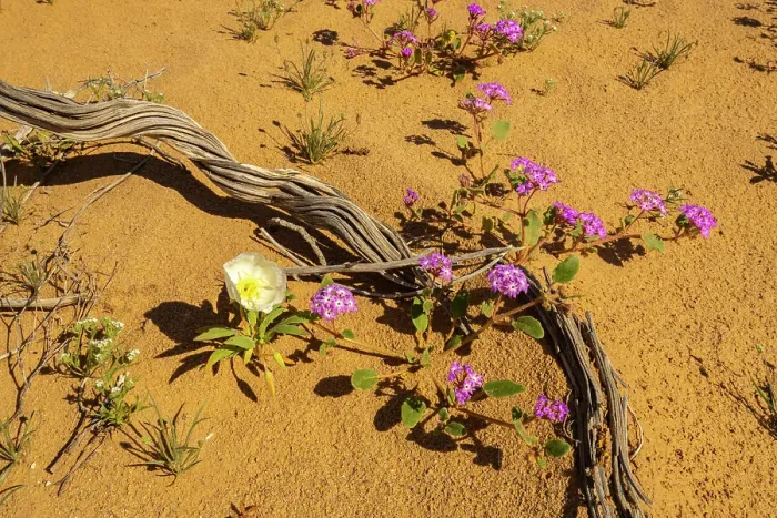 Framed Print : USA, California, Imperial Sand Dunes Recreation Area. Verbena and evening primrose flowers and cactus skeleton. ©Cathy & Gordon Illg  /  Jaynes Gallery  /  DanitaDelimont.com
