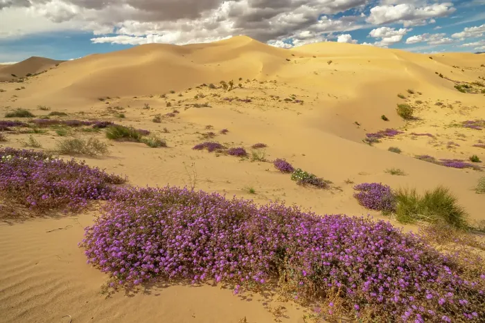 Framed Print : USA, California, Imperial Sand Dunes Recreation Area. Blooming verbena flowers. ©Cathy & Gordon Illg  /  Jaynes Gallery  /  DanitaDelimont.com