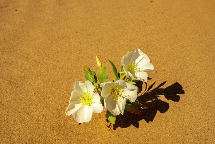 Framed Print : USA, California, Imperial Sand Dunes Recreation Area. Close-up of evening primrose flowers in sand. ©Cathy & Gordon Illg / Jaynes Gallery / DanitaDelimont.com Framed Print : USA, California, Imperial Sand Dunes Recreation Area. Close-up of evening primrose flowers in sand. ©Cathy & Gordon Illg / Jaynes Gallery / DanitaDelimont.com