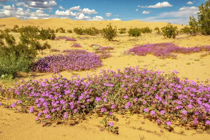 Framed Print : USA, California, Imperial Sand Dunes Recreation Area. Blooming verbena flowers. ©Cathy & Gordon Illg / Jaynes Gallery / DanitaDelimont.com Framed Print : USA, California, Imperial Sand Dunes Recreation Area. Blooming verbena flowers. ©Cathy & Gordon Illg / Jaynes Gallery / DanitaDelimont.com