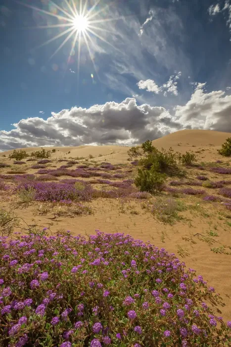 Framed Print : USA, California, Imperial Sand Dunes Recreation Area. Blooming verbena flowers. ©Cathy & Gordon Illg / Jaynes Gallery / DanitaDelimont.com Framed Print : USA, California, Imperial Sand Dunes Recreation Area. Blooming verbena flowers. ©Cathy & Gordon Illg / Jaynes Gallery / DanitaDelimont.com