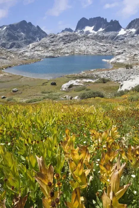 Framed Print : USA, California, Inyo National Forest. Field of fall flowers and Nydiver Lake. Credit as Framed Print : USA, California, Inyo National Forest. Field of fall flowers and Nydiver Lake. Credit as