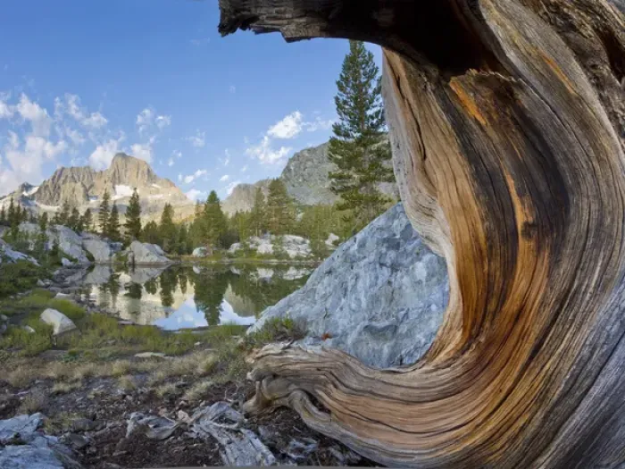Framed Print : USA, California, Inyo National Forest. Old pine and tarn next to Garnet Lake. Credit as
