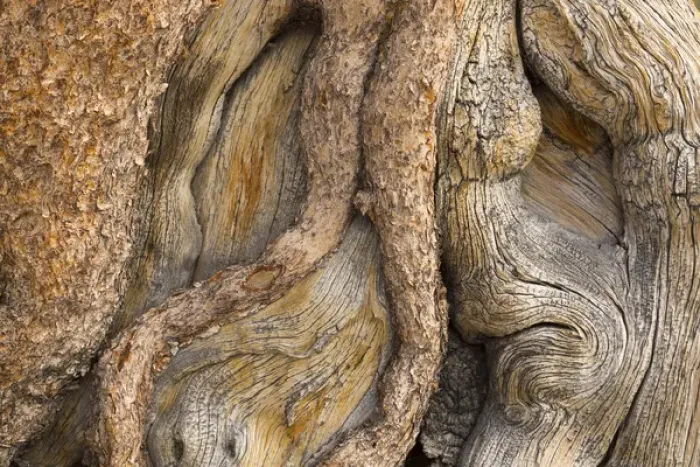Framed Print : USA, California, Inyo National Forest. Close-up of gnarled pine tree trunk. Credit as Framed Print : USA, California, Inyo National Forest. Close-up of gnarled pine tree trunk. Credit as