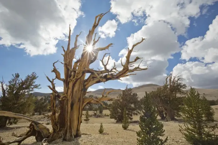 Framed Print : USA, California, Inyo National Forest. Scenic in Ancient Bristlecone Pine Forest
