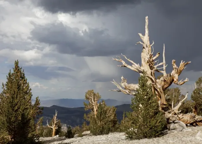 Framed Print : USA, California, Inyo National Forest. Scenic in Ancient Bristlecone Pine Forest Framed Print : USA, California, Inyo National Forest. Scenic in Ancient Bristlecone Pine Forest