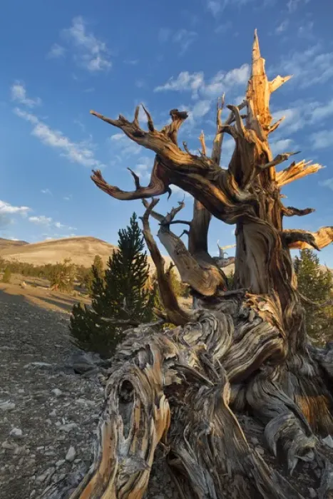 Framed Print : USA, California, Inyo National Forest. Close-up of tree in Ancient Bristlecone Pine Forest Framed Print : USA, California, Inyo National Forest. Close-up of tree in Ancient Bristlecone Pine Forest