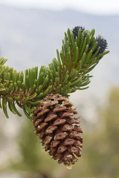 Framed Print : USA, California, Inyo National Forest. Close-up of bristlecone tree pine cone. Credit as Framed Print : USA, California, Inyo National Forest. Close-up of bristlecone tree pine cone. Credit as