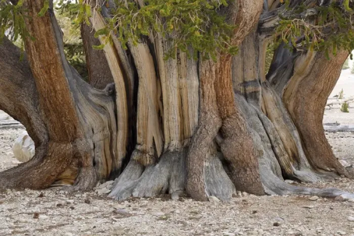 Framed Print : USA, California, Inyo National Forest. Close-up of The Patriarch Tree in Ancient Framed Print : USA, California, Inyo National Forest. Close-up of The Patriarch Tree in Ancient