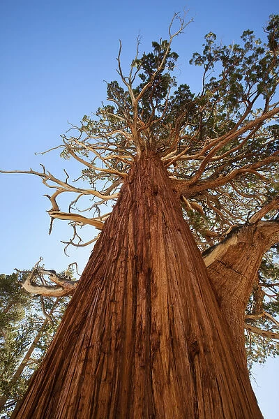 USA, California, Inyo National Forest. Sierra juniper tree
